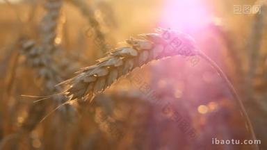 小麦和玉米日落